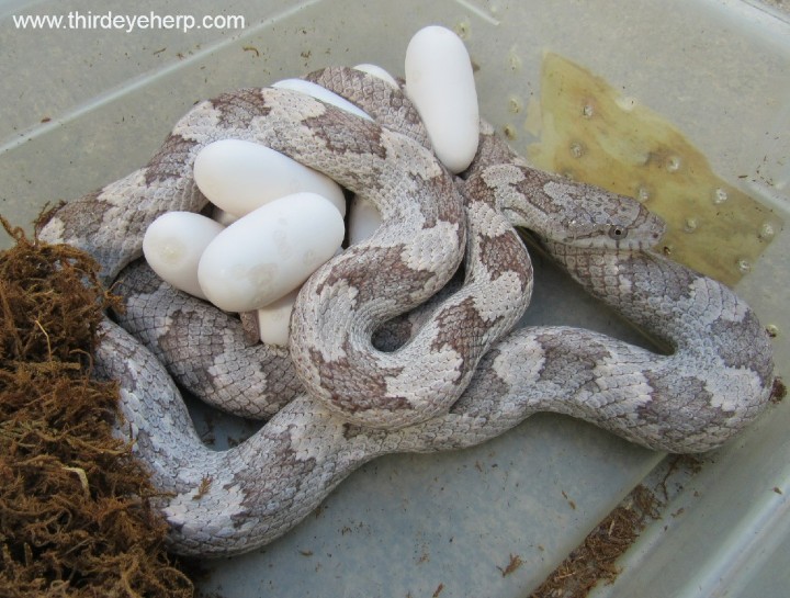 Gray Rat Snake